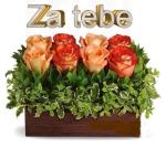 stojic