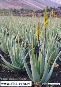 AloeVera